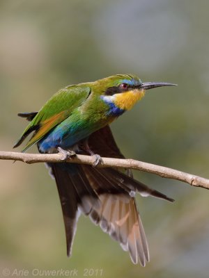 Swallow-tailed Bee-eater - Zwaluwstaartbijeneter - Merops hirundineus