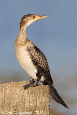 Long-tailed Cormorant - Afrikaanse Dwergaalscholver - Phalacrocorax africanus