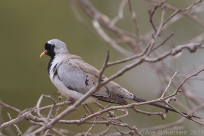 Namaqua Dove - Maskerduif - Oena capensis