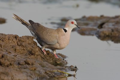 African Mourning Dove - Treurtortel - Streptopelia decipiens