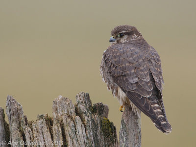 Merlin - Smelleken - Falco columbarius