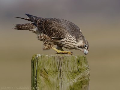 Peregrine Falcon - Slechtvalk - Falco peregrinus