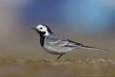 White Wagtail - Witte Kwikstaart - Motacilla alba
