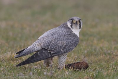 Peregrine Falcon - Slechtvalk - Falco peregrinus