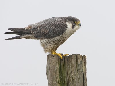 Peregrine Falcon - Slechtvalk - Falco peregrinus