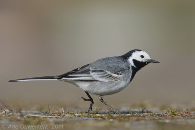 White Wagtail - Witte Kwikstaart - Motacilla alba