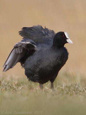 Eurasian Coot - Meerkoet - Fulica atra