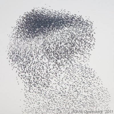 Common Starling - Spreeuw - Sturdus vulgaris