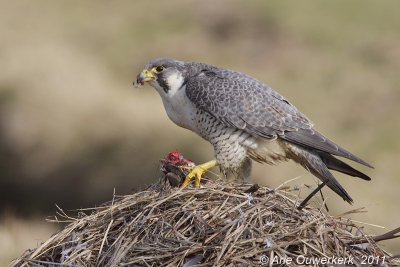 Peregrine Falcon - Slechtvalk - Falco peregrinus