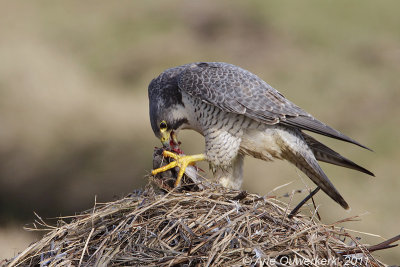 Peregrine Falcon - Slechtvalk - Falco peregrinus