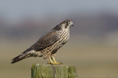 Peregrine Falcon - Slechtvalk - Falco peregrinus