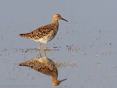 Ruff  -  Kemphaan  -  Philomachus pugnax