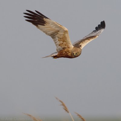 Western Marsh Harrier - Bruine Kiekendief - Circus aeruginosus