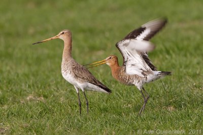 Black-tailed Godwit - Grutto - Limosa limosa