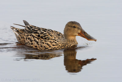 Northern Shoveler - Slobeend - Anas clypeata