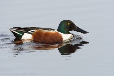 Northern Shoveler - Slobeend - Anas clypeata