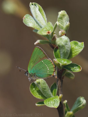 Groentje - Green Hairstreak - Callophrys rubi