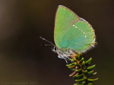 Groentje - Green Hairstreak - Callophrys rubi