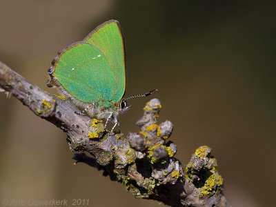 Groentje - Green Hairstreak - Callophrys rubi