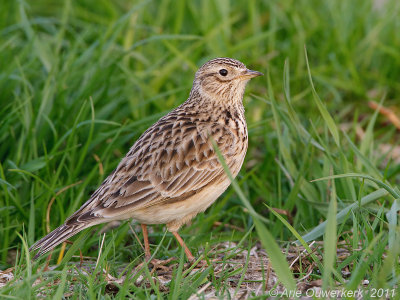 Skylark - Veldleeuwerik - Alauda arvensis