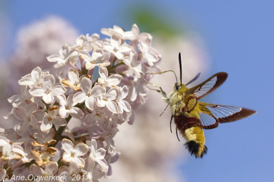 Broad-bordered Bee Hawk-moth - Glasvleugelpijlstaart - Hemaris fuciformis
