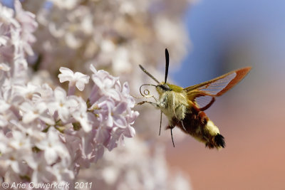 Broad-bordered Bee Hawk-moth - Glasvleugelpijlstaart - Hemaris fuciformis