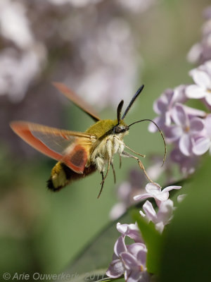 Broad-bordered Bee Hawk-moth - Glasvleugelpijlstaart - Hemaris fuciformis