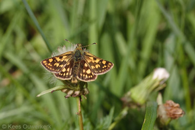 Bont Dikkopje - Carterocephalus palaemon