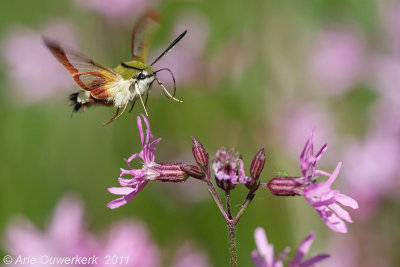 Broad-bordered Bee Hawk-moth - Glasvleugelpijlstaart - Hemaris fuciformis