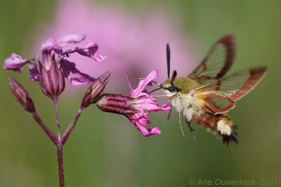 Broad-bordered Bee Hawk-moth - Glasvleugelpijlstaart - Hemaris fuciformis