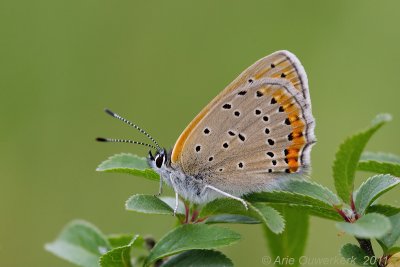 Rode Vuurvlinder - Purple-edged Copper - Lycaena hippothoe
