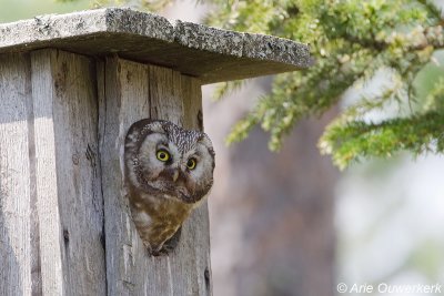 Boreal Owl - Ruigpootuil - Aegolius funereus