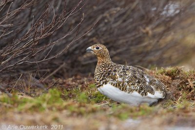 Willow Ptarmigan - Moerassneeuwhoen - Lagopus lagopus