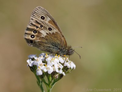 Veenhooibeestje - Large Heath - Coenonympha tullia