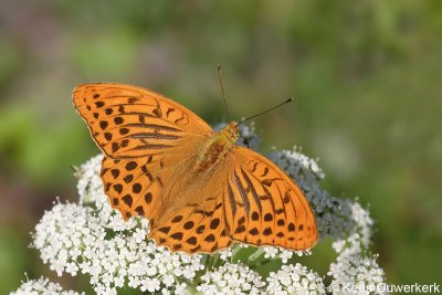 Keizersmantel - Argynnis paphia