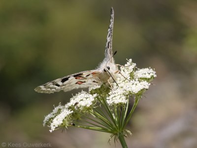 Apollovlinder - Parnassius apollo 