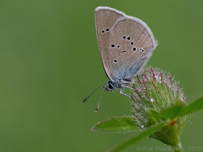 Klaverblauwtje - Mazarine Blue - Polyommatus semiargus