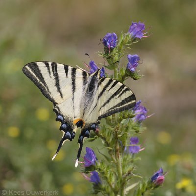 Koningspage - Iphiclides podalirius