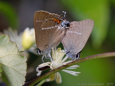 Wegedoornpage - Blue-spot Hairstreak - Satyrium spini