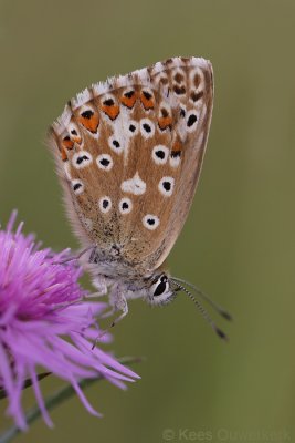 Bleek Blauwtje - Polyommatus coridon