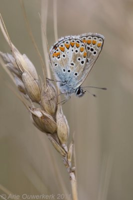 Brown Argus - Bruin Blauwtje - Aricia agestis