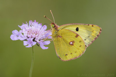 Pale Clouded Yellow - Gele Luzernevlinder - Colias hyale