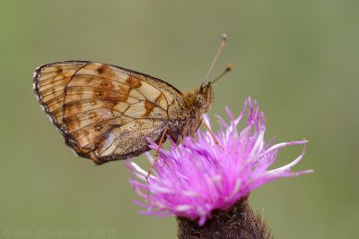 Lesser Marbled Fritillary - Purperstreepparelmoervlinder - Brenthis ino