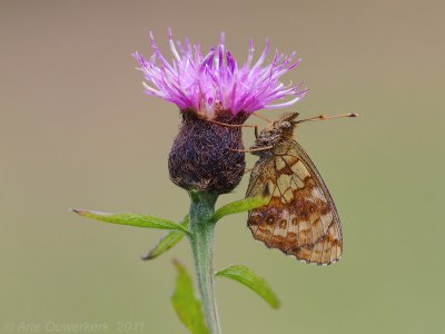 Lesser Marbled Fritillary - Purperstreepparelmoervlinder - Brenthis ino