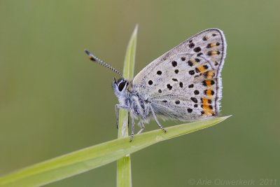 Sooty Copper - Bruine Vuurvlinder - Lycaena tityrus