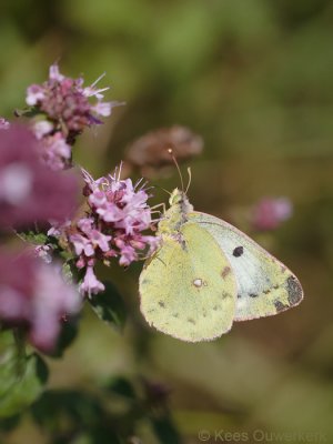 Gele Luzernevlinder - Colias hyale