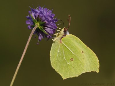 Citroenvlinder - Brimstone - Gonepteryx rhamni