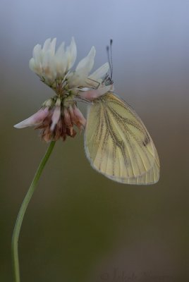 Klein Geaderd Witje