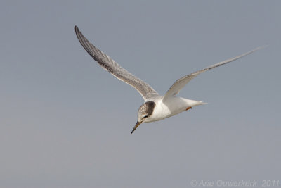 Little Tern - Dwergstern - Sterna albifrons