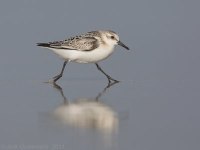 Sanderling - Drieteenstrandloper - Calidris alba